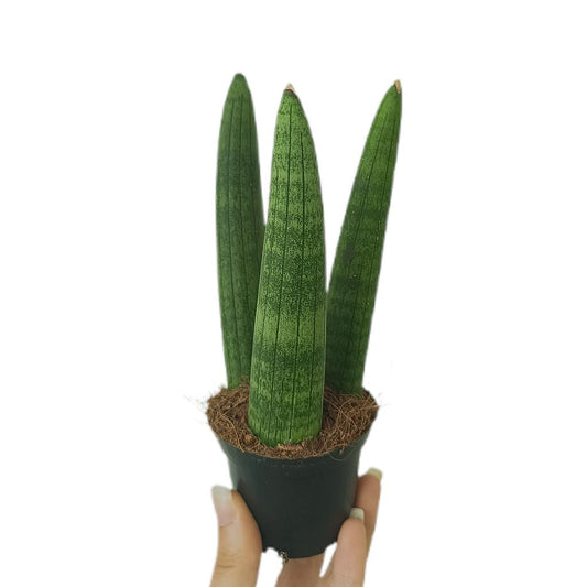 Sansevieria Cilindrica M7_0