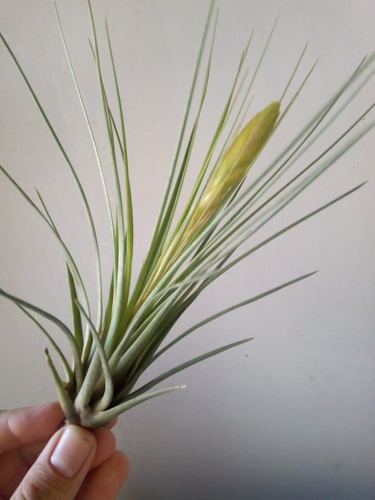 Tillandsia Tricolor Clavel Del Aire Tillandsias_0