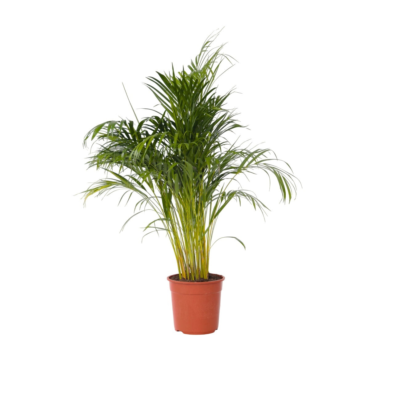 Palma Areca - Dypsis Lutescens - Altura 140-150cm - ⌀27cm_0