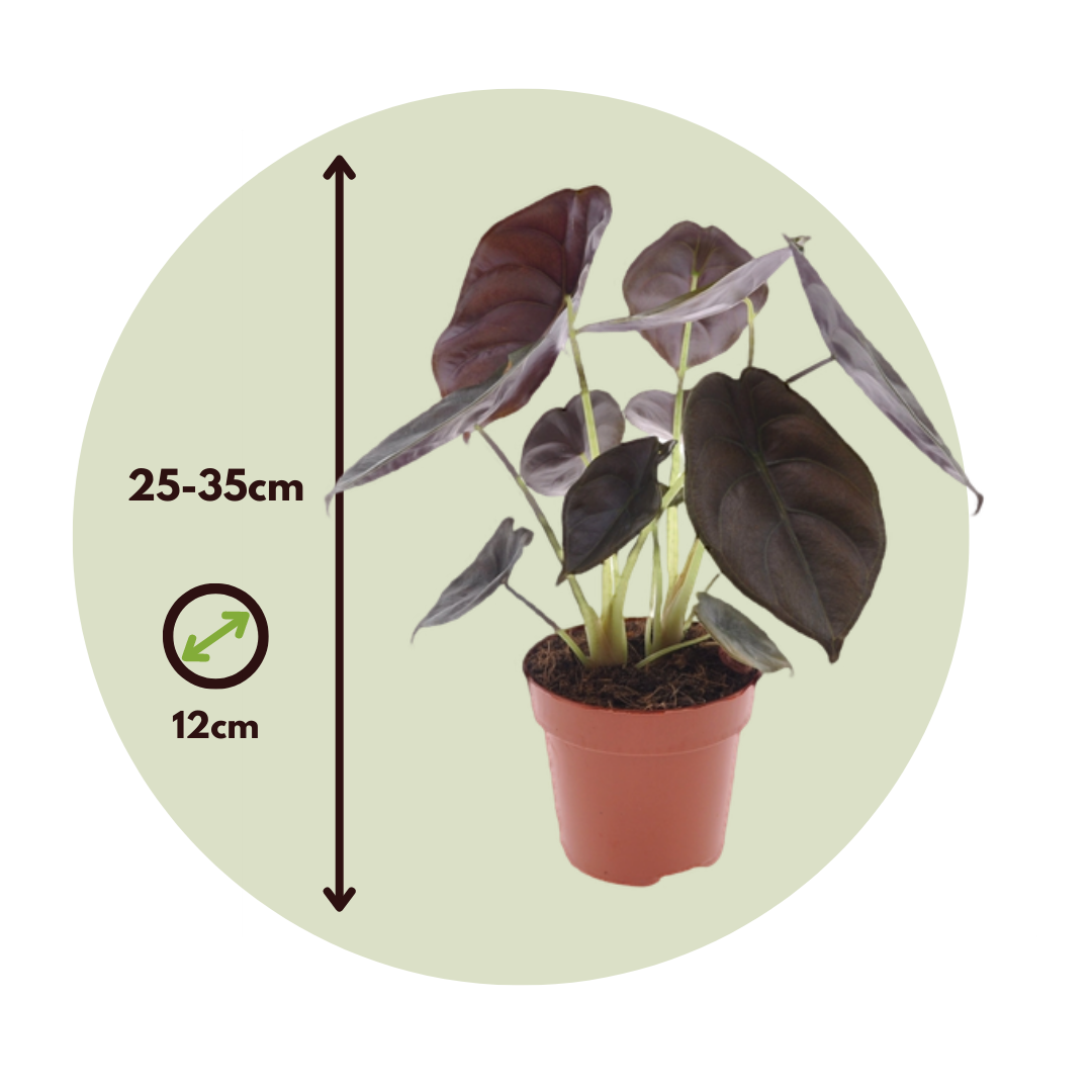 Oreja De Elefante - 2 Pzs - Alocasia Cuprea 'red Secret' - A25-35cm - ⌀12cm_2