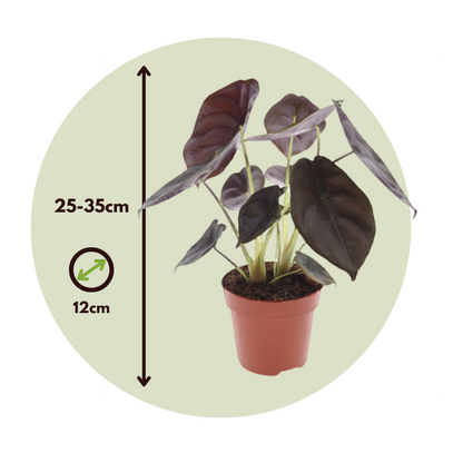 Oreja De Elefante - 2 Pzs - Alocasia Cuprea 'red Secret' - A25-35cm - ⌀12cm_2