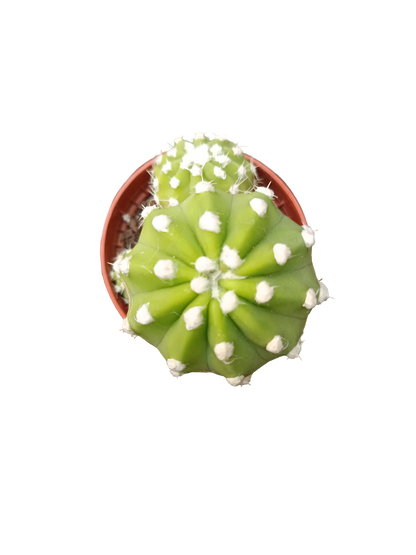 Cactus Surtido Aleatorio ☼ Planta Pequeña Ø5 Venta Por Unidad_3