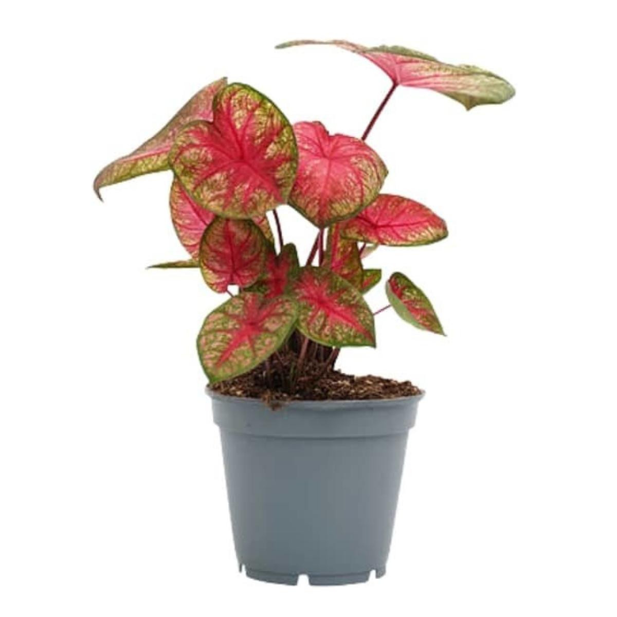Caladium Party Punch folha extravagante verde escuro e rosa com manchas
