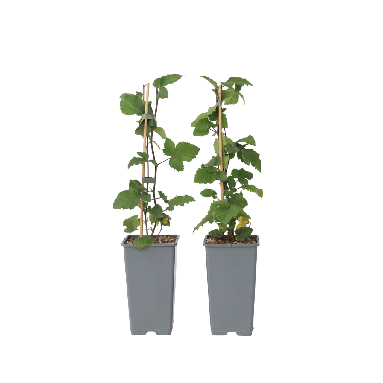 Grosella Roja - 2 Pzs - Ribes Rubrum 'jonkheer Van Tets' - A50-60cm - ⌀15cm_0