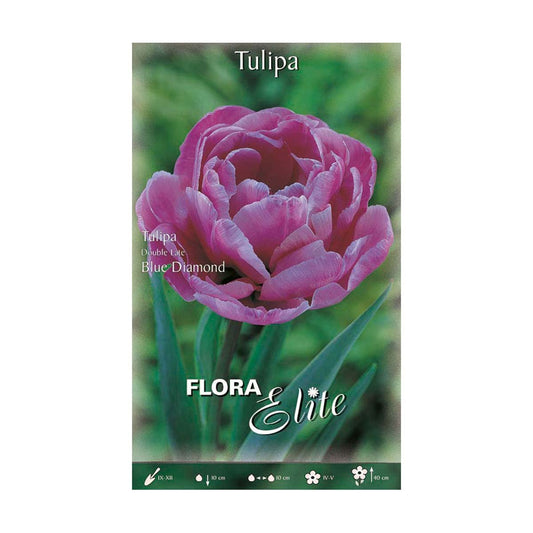 Bolbos de tulipa Elite Double Blue Purple 5 unidades