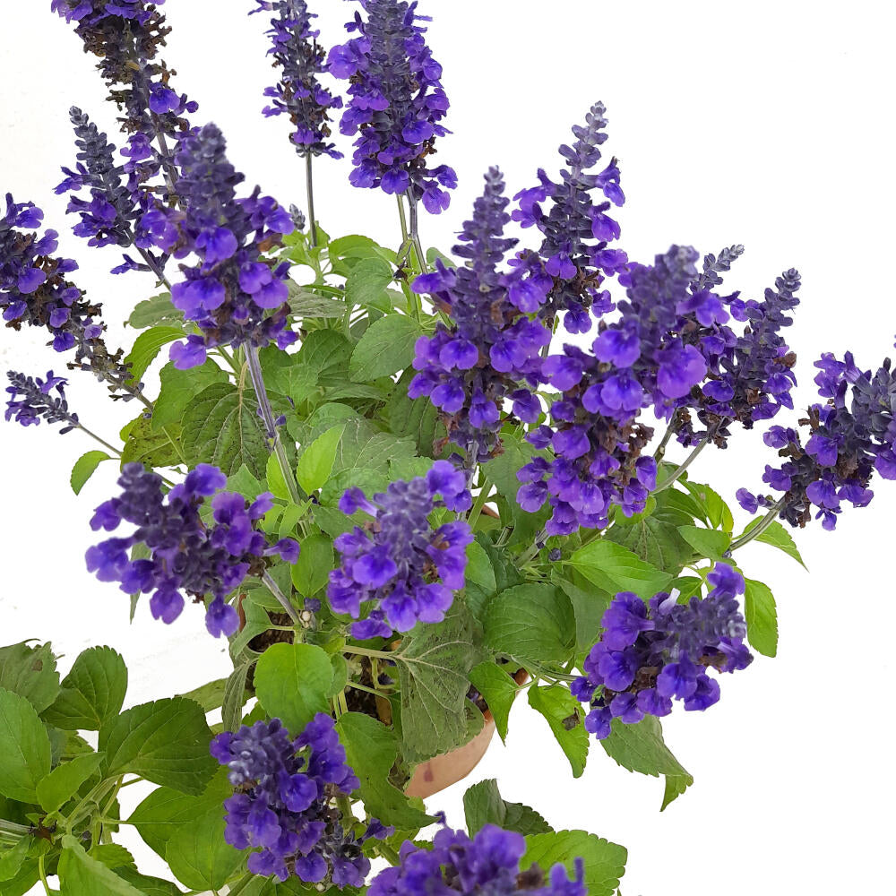 Salvia Farinacea M20 45cm (salvia Azul)_1