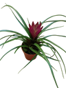 Tillandsia Cyanea Mini Flor Fucsia Planta Bromelia Ø5 cm