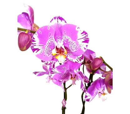 Orquídea Phalaenopsis Bo Harlequin M15 70cm_1
