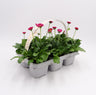 Pack Plantões De Bellis Perennis Vermelho 6 Un. Natural - Fitoralia