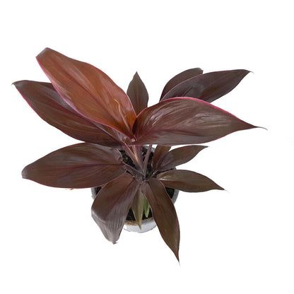Cordyline Fruticosa M12 30cm_1