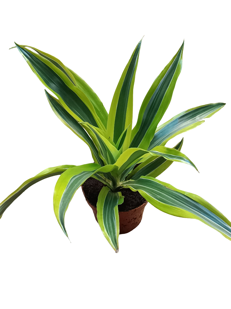 Dracaena Deremensis Lemon Surprise Planta De Interior Purificante Ø12_0