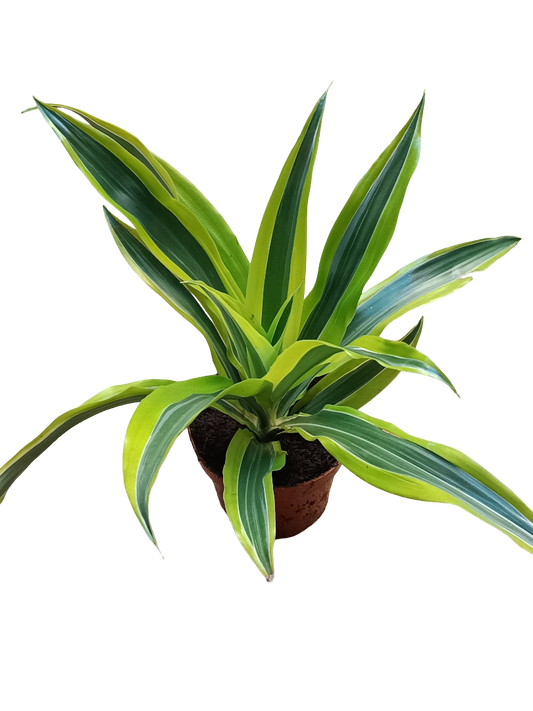 Dracaena Deremensis Lemon Surprise Planta De Interior Purificante Ø12_0
