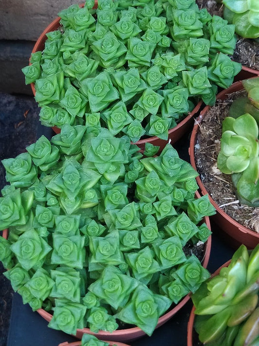 Crassula Socialis Planta Suculenta 8 Cms_0