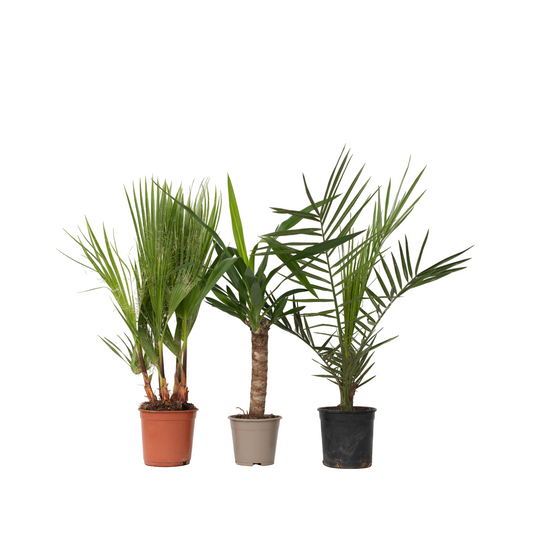 Mezcla De Palmeras - 3 Pzs - Indoor Palmmix - Altura 50-70cm - ⌀14cm_0