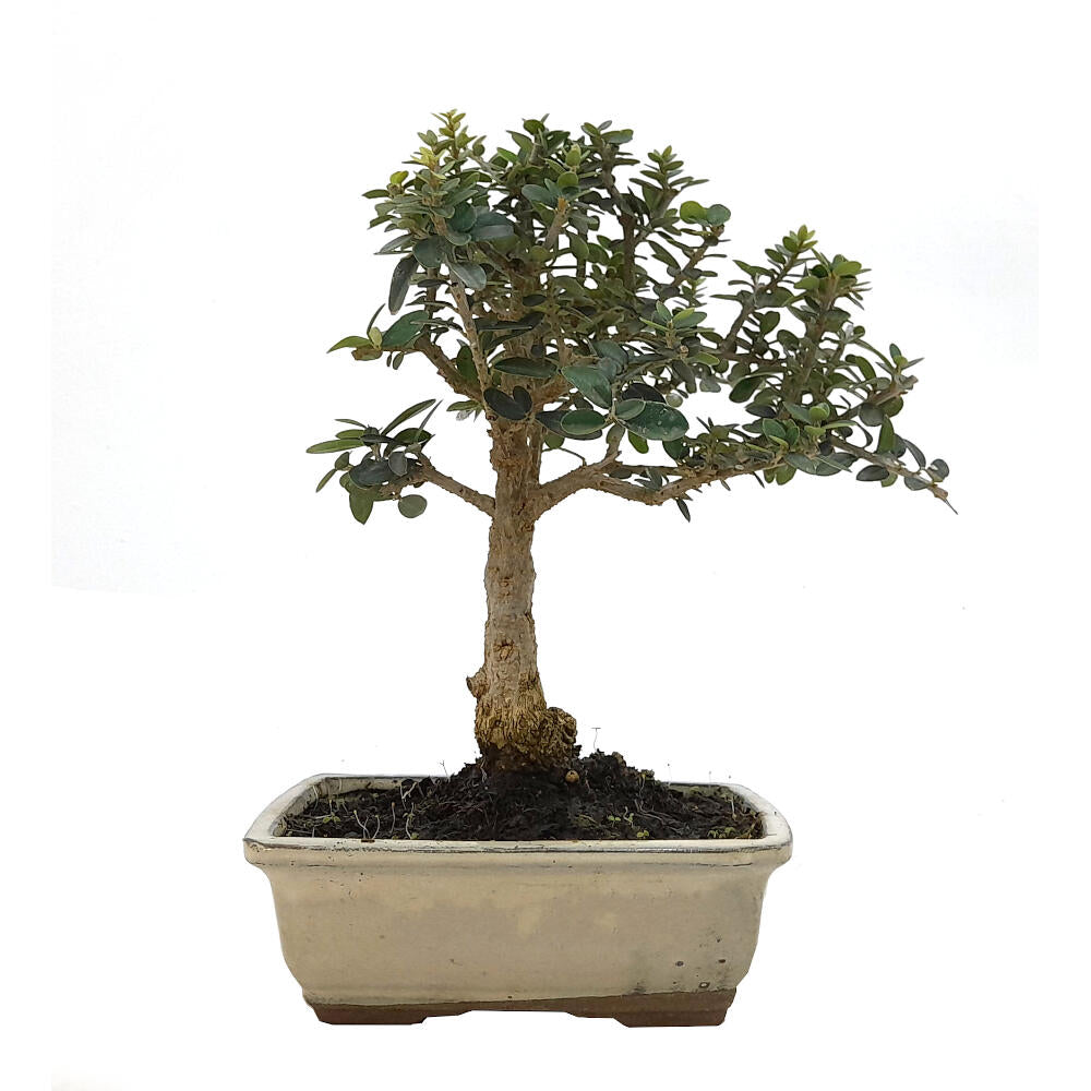 Bonsai Olivo Sylvestris 7 Años 25cm (acebuche)_0