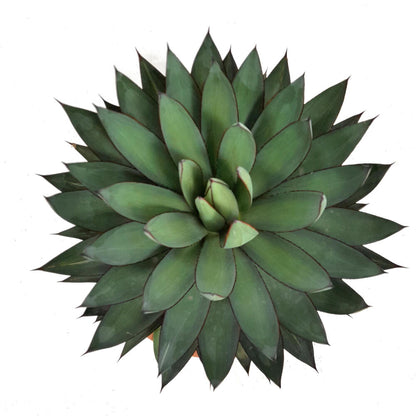 Agave Romanii T20 35cm_1