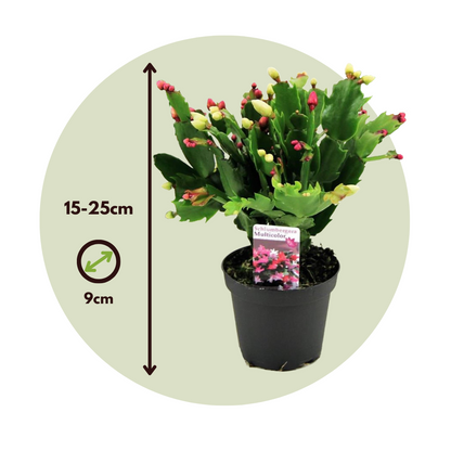Cactus De Navidad - 6 Pzs - Schlumbergera 'tricolor' - Altura 15-25cm - ⌀9cm_2