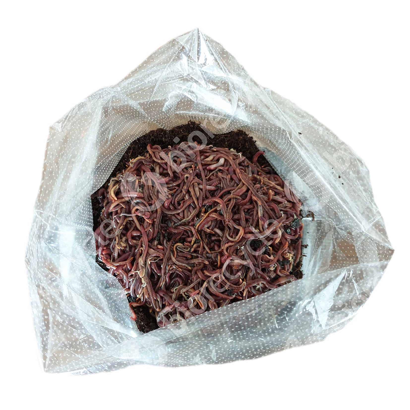 Kit 500 Para Iniciar El Vermicompostaje_0