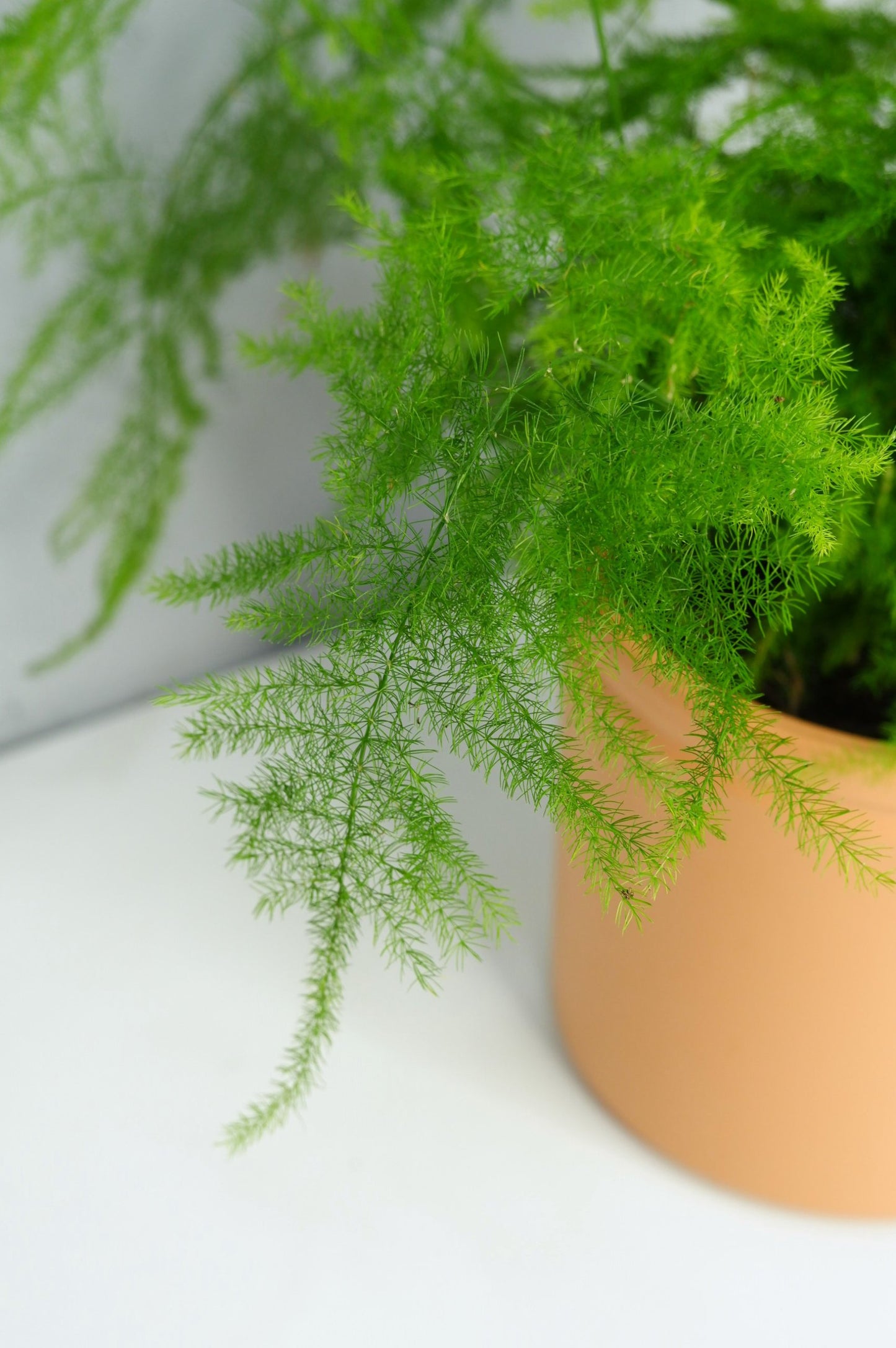 Asparagus Setaceus_2