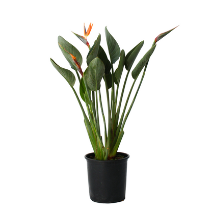 Flor Ave Del Paraíso - Strelitzia Reginea - Altura 80-100cm - ⌀27cm_0