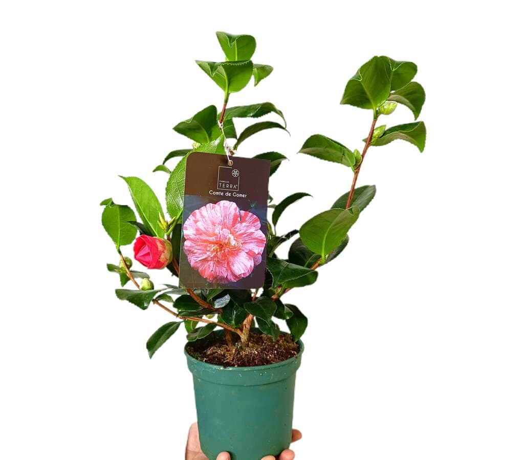 Camelia Cante De Ganer M15_0