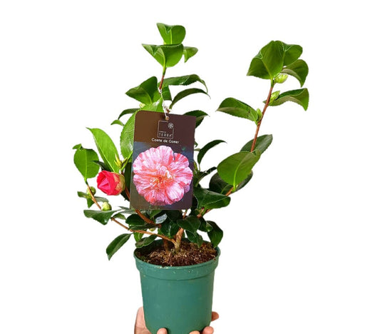 Camelia Cante De Ganer M15_0