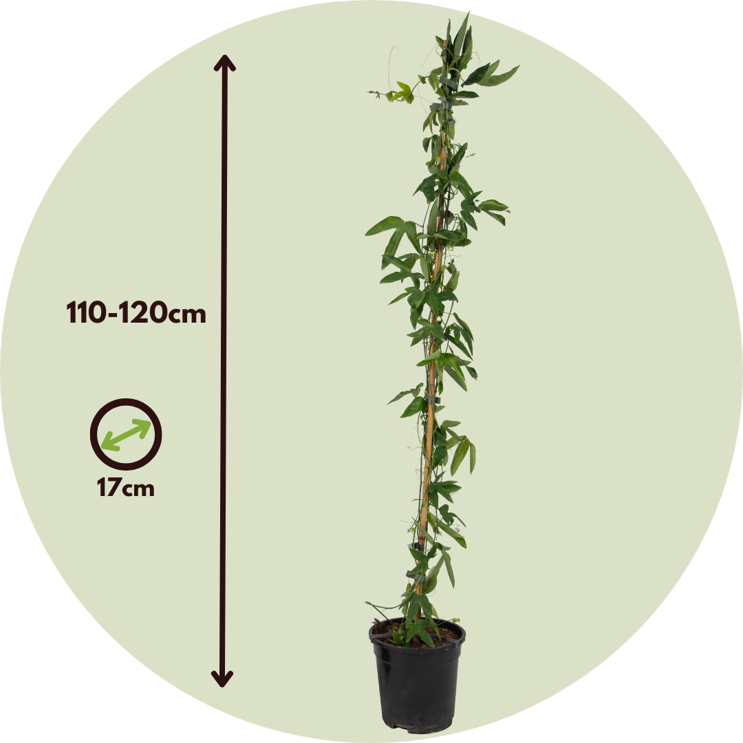Pasionaria Azul - Passiflora 'constance Elliott' - Altura 110-120cm - ⌀17cm_2