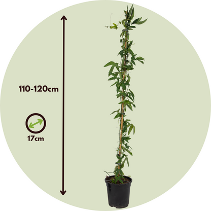 Pasionaria Azul - Passiflora 'constance Elliott' - Altura 110-120cm - ⌀17cm_2