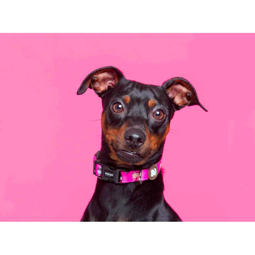 Coleira para cães DOGTELLA Dukier