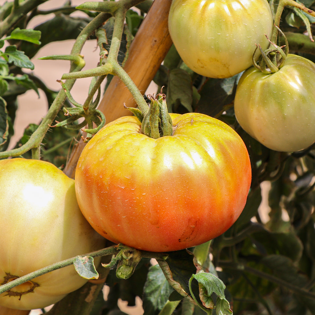 Plantón Tomate Rosa Plena 6 Unidades - Plantabo_2