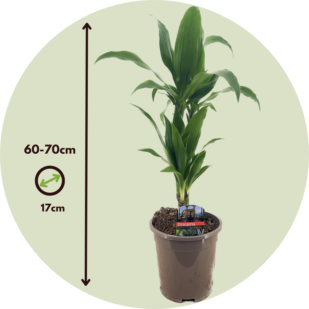 Drácena - 2 Pzs - Dracaena Deremensis 'janet Craig' - Altura 60-70cm - ⌀17cm_2