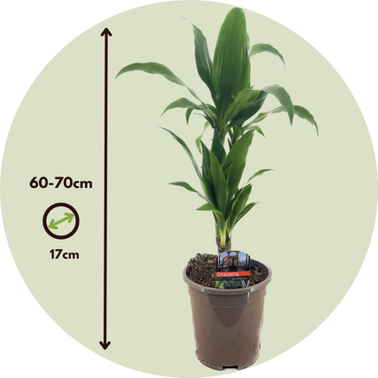 Drácena - 2 Pzs - Dracaena Deremensis 'janet Craig' - Altura 60-70cm - ⌀17cm_2