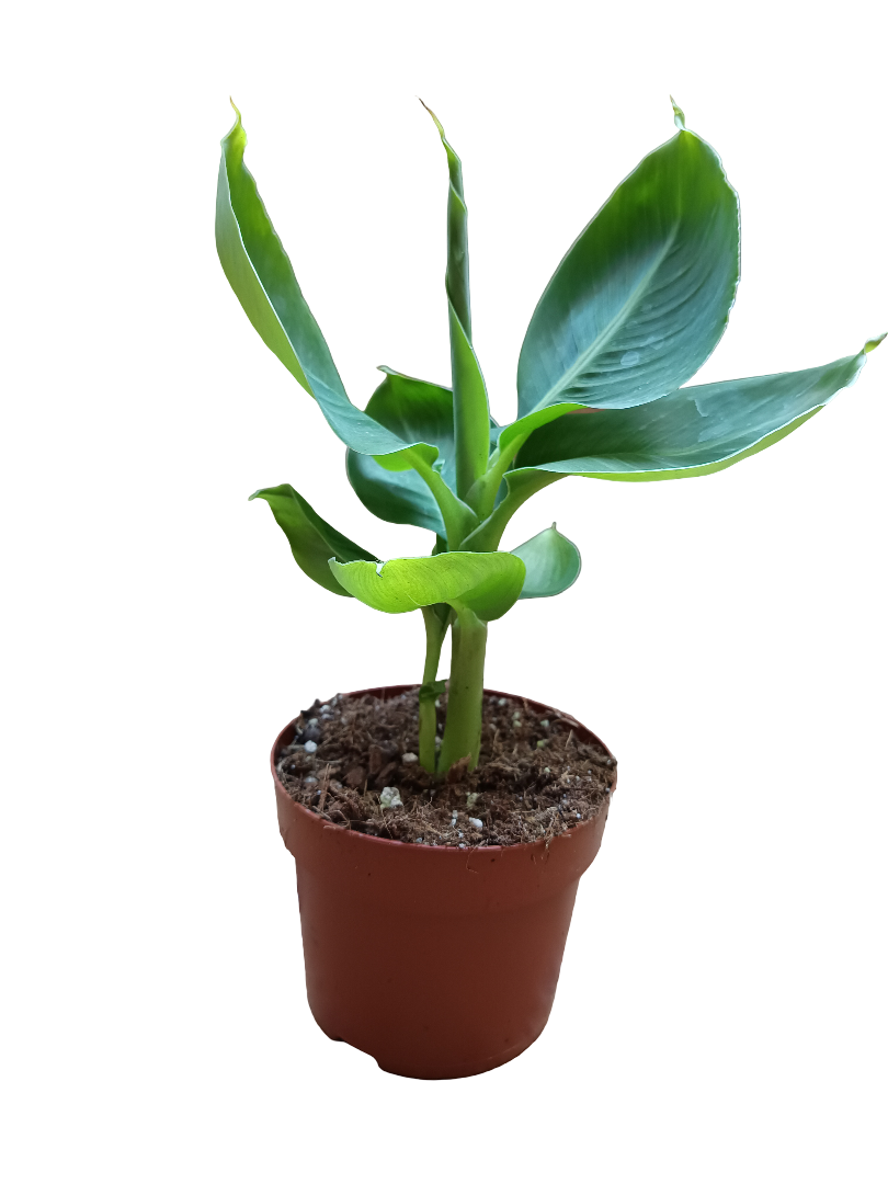 Platanera Planta Musa Tropicana Banana Para Sombra Ø12 - 30 Cms_0