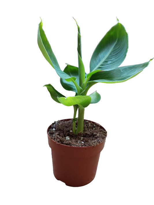 Platanera Planta Musa Tropicana Banana Para Sombra Ø12 - 30 Cms_0