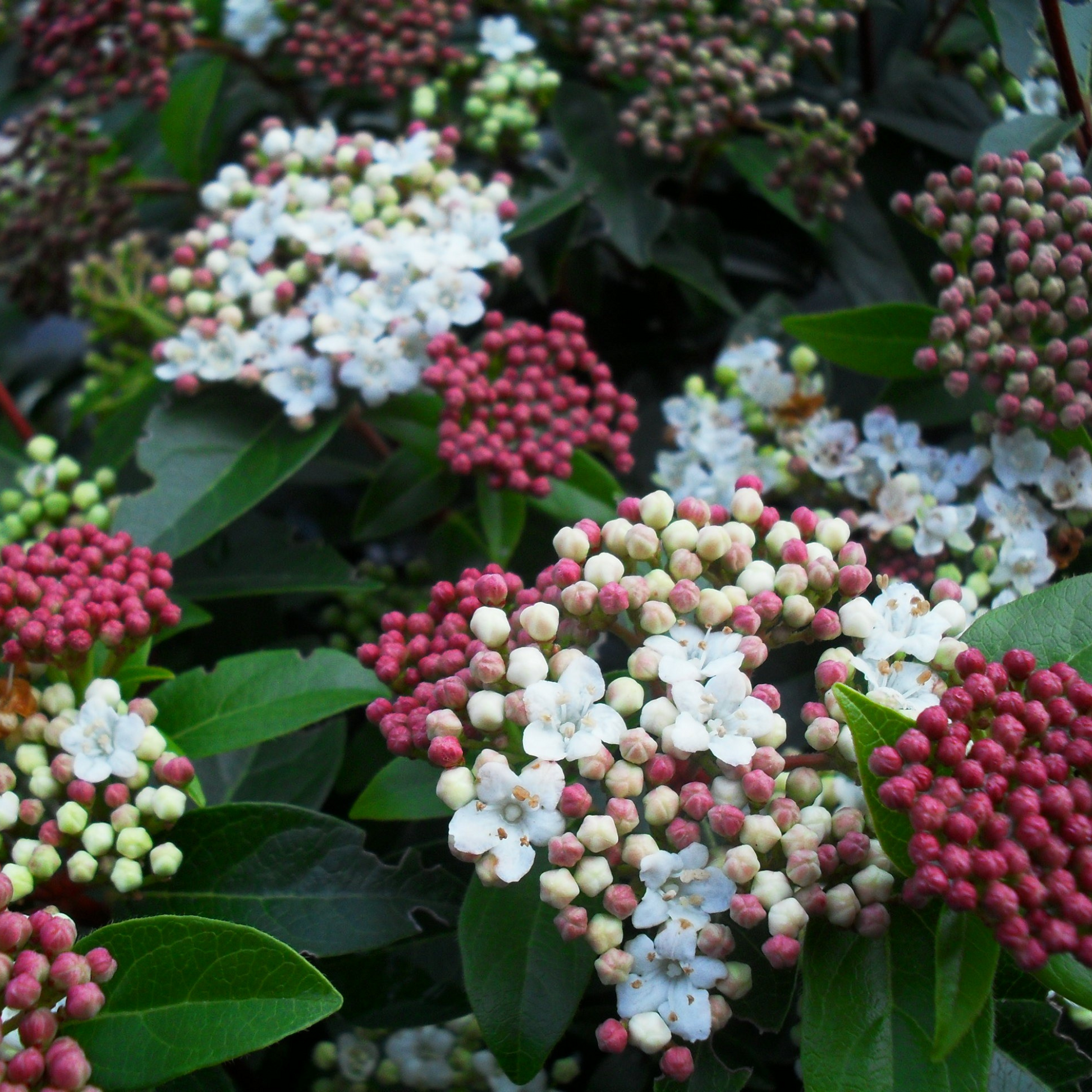 Durillo - 2 Pzs - Viburnum Tinus - Altura 25-40cm - ⌀17cm_3