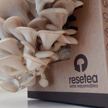 Kit Cultivo de Setas Ostra en Casa – Ingrediente Gourmet, Cultivo Fácil, Regalo Original - Resetea_3