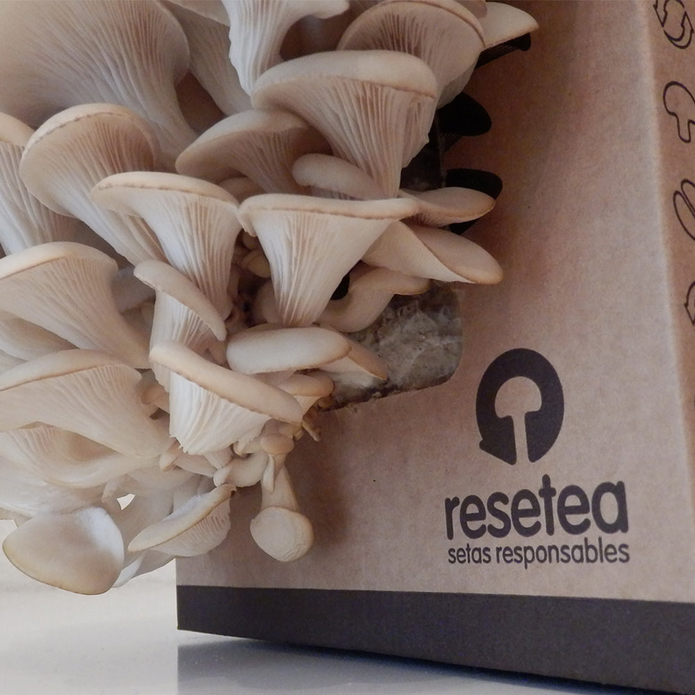 Kit Cultivo de Setas Ostra en Casa - Ingrediente Gourmet en 15 Días, Regalo Original - Resetea_3