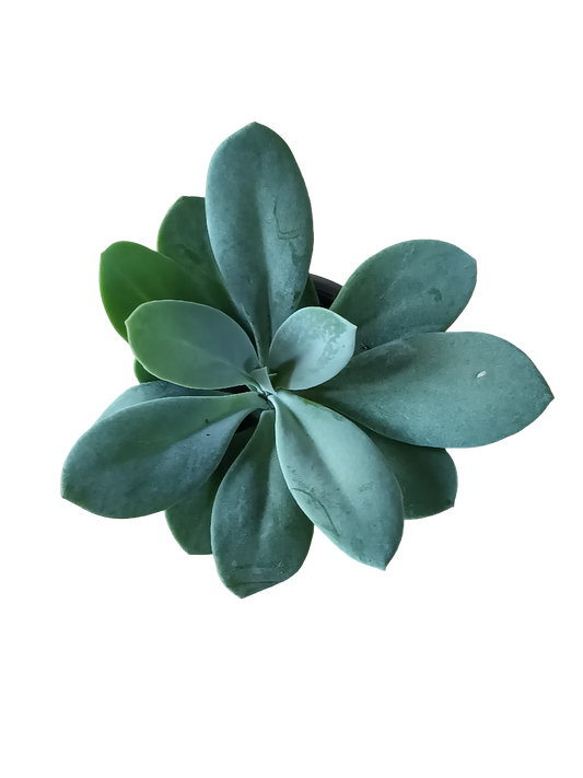 Senecio Cephalophorus Mountain Fire Planta Suculenta Ø5_0