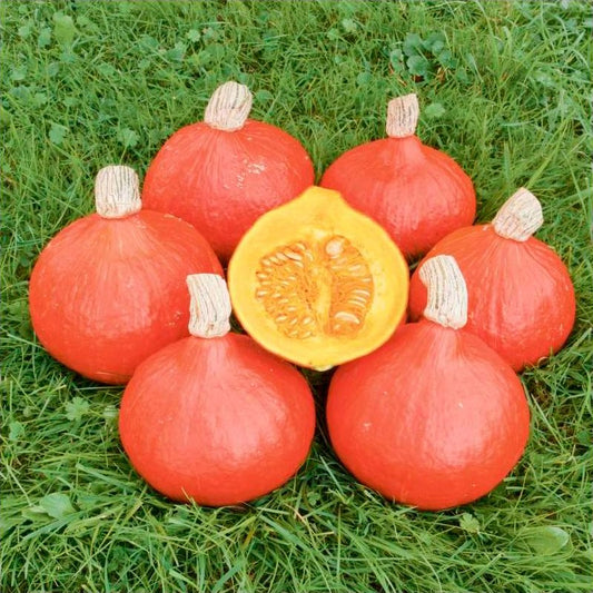 Semillas Calabaza Red Kuri Ecológicas Biodinámicas Demeter_0