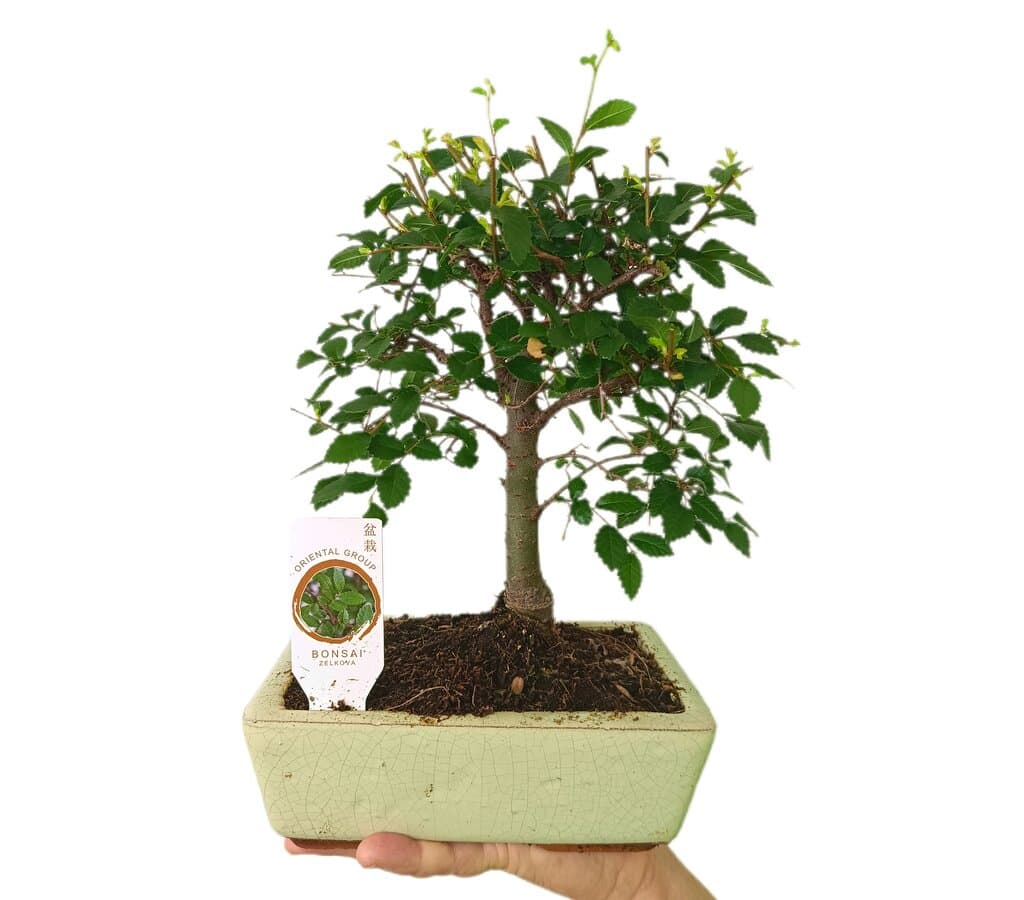 Bonsái Zelkova Parvifolia 6 Años (olmo Japonés)_0