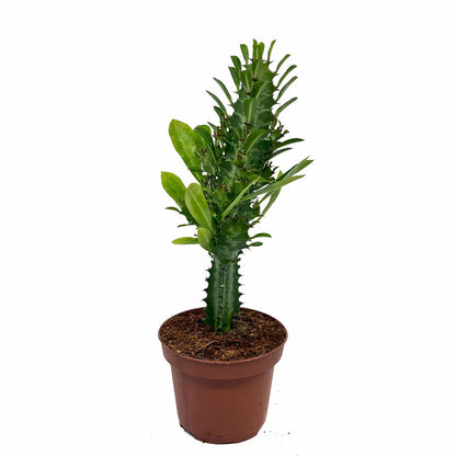 Euphorbia Trigona Cactus Y Suculentas M8,5 cm Ø_0