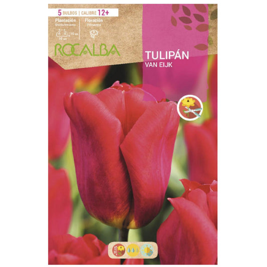 Bulbo de Tulipa Scarlet Van Eljk 5 peças Rocalba