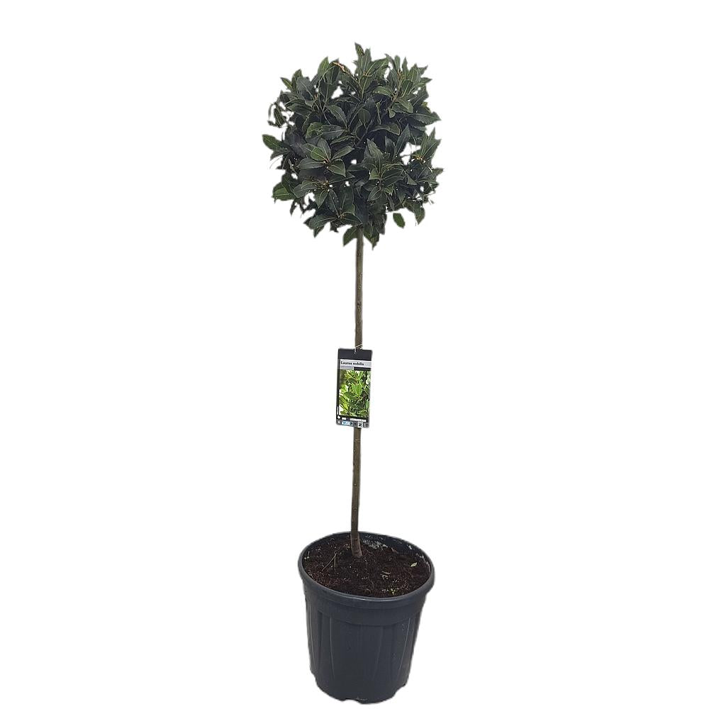 Laurus Nobilis Copa M40 150-170cm_0