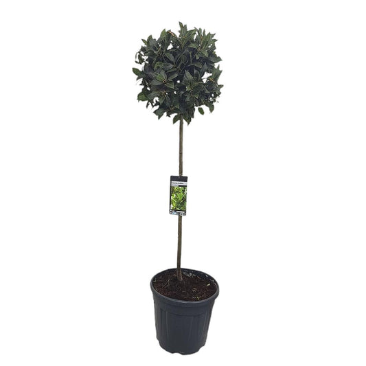 Laurus Nobilis Copa M40 150-170cm_0