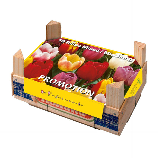 Caixa de Bandeja Elite Tulipa 75 unidades