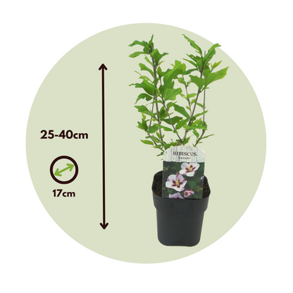 Rosa De Siria Azul - 2 Pzs - Hibiscus 'hamabo' - Altura 25-40cm - ⌀17cm_2