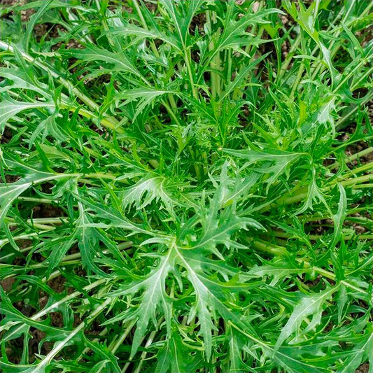 Semillas Verdura Asiática Mizuna Ecológicas_0