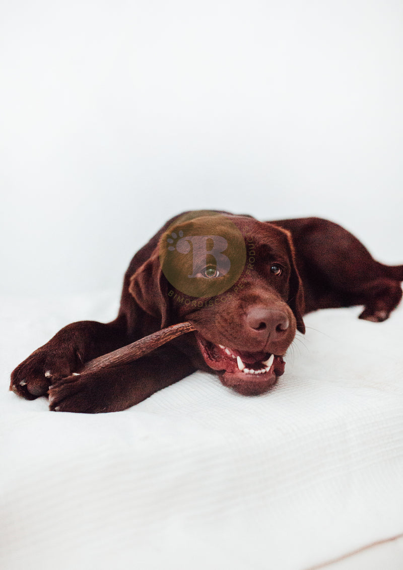 Bimordiscos Box Nature Lovers Pack De Astas Para Perros Y Cuernos Para Perros