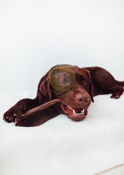 Bimordiscos Box Nature Lovers Pack De Astas Para Perros Y Cuernos Para Perros