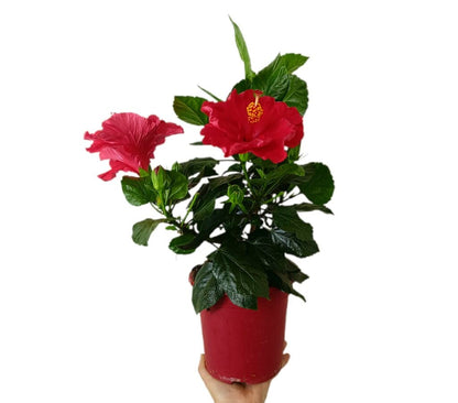 Hibiscus Rosa Sinensis M18_0